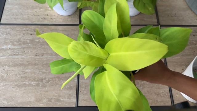 Philodendron Lemon Lime Types смотреть онлайн