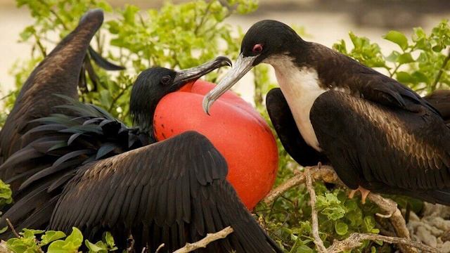 Самые редкие птицы. Топ 5 смотреть онлайн