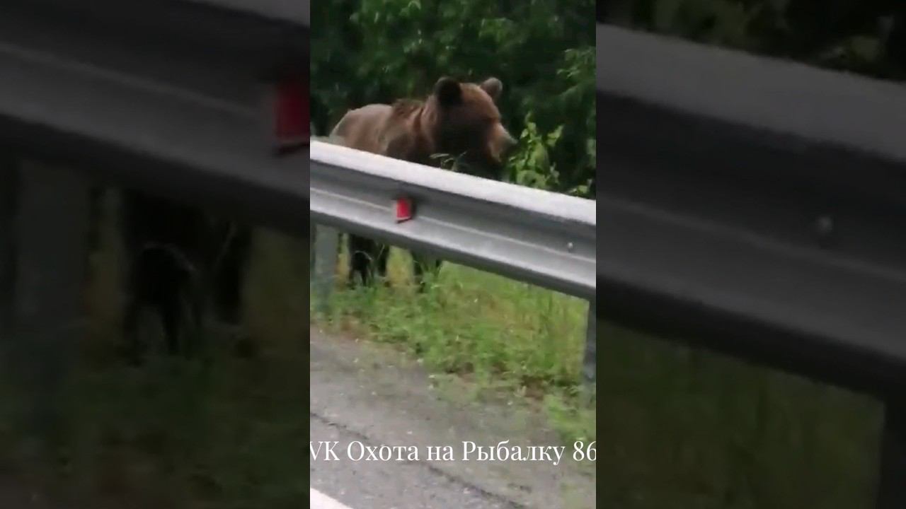 Медведи на дороге #bear #медведь смотреть онлайн