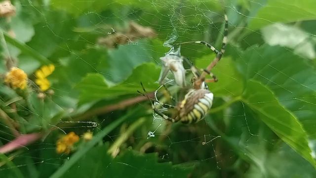 Паук Оса (Argiope bruennichi) Агриопа Брюнниха смотреть онлайн