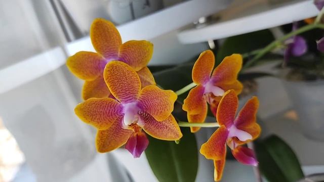 НОВАЯ ПОДСТАВКА ДЛЯ ЦВЕТОВ! обзор орхидей Phal.Sogo Relex, Miki Crown 16, Sweet girl, Charmer ORCHI смотреть онлайн