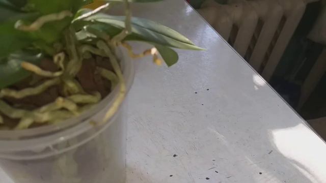 Мои классные,прекрасные,обворожительные орхидеи🌺🌹🌺🌹🌺🌹🌺🌹 смотреть онлайн