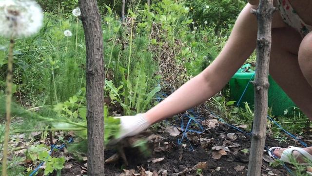 Расчищаю грядку под огурцы смотреть онлайн