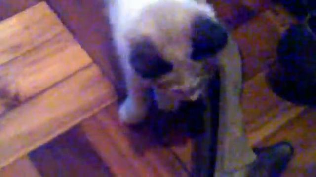 Maluca da Iris e da Dama - Crazy Iris Cat смотреть онлайн