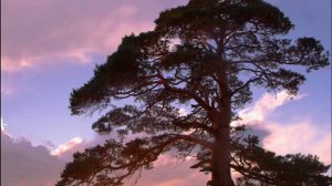 Стоит сосна