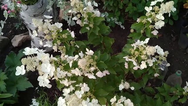 САМЫЕ УСТОЙЧИВЫЕ ГОРТЕНЗИИ В СИБИРИ И В СРЕДНЕЙ ПОЛОСЕ РОССИИ. смотреть онлайн