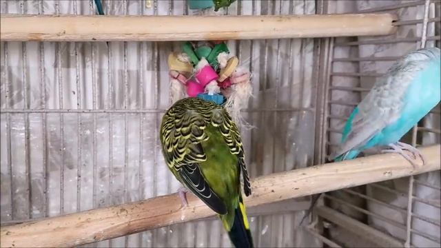 3 Hr Help Quiet Parakeets Sing Playing This, Cute Budgies Chirping. Reduce Stress Of Lonely Birds