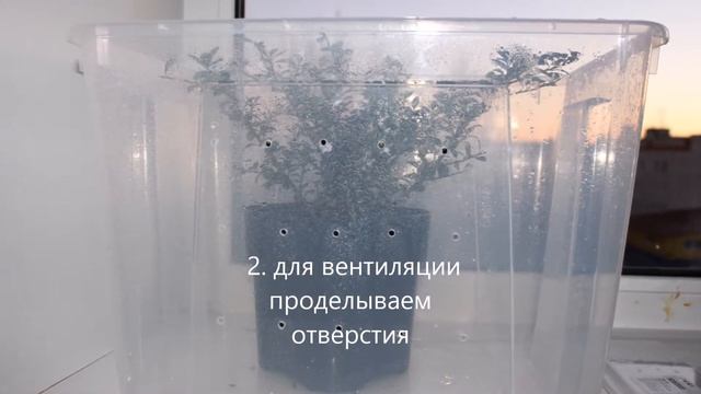 зимовка растения дома смотреть онлайн