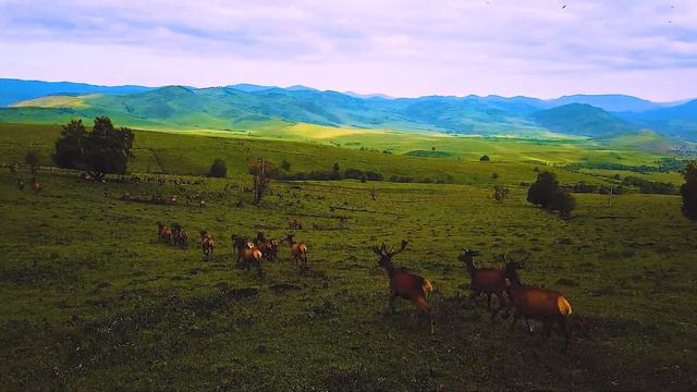 Эликсир жизни смотреть онлайн