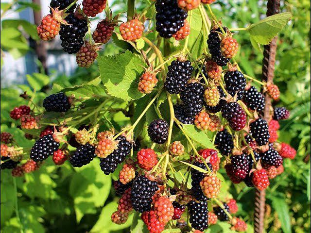 Ежевика Гай смотреть онлайн