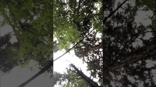 Насладись моментом вместе с нами- Ойцовский парк-Польша. Медитация и звуки леса #legsham @LegsHam смотреть онлайн