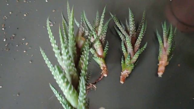 ZEBRA HAWORTHIA PROPAGATION - How To Propagate The Zebra Haworthia Pups