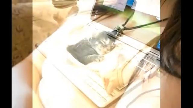 Киця спить смотреть онлайн