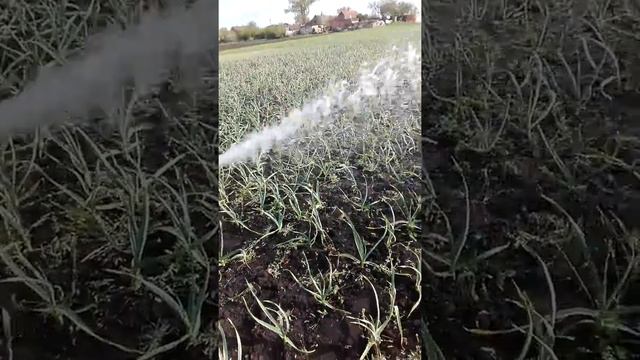 Полив чеснок 2 смотреть онлайн