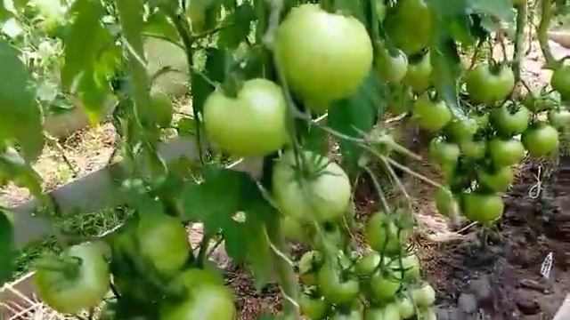 Томат "Малиновая империя" а/ф Партнер смотреть онлайн