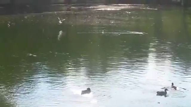 Киров, парк. Лето пришло. 2014 год. смотреть онлайн