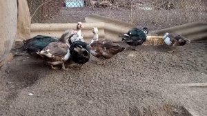 Содержание уток зимой. Мой утятник для мускусных уток. Самый экономный и удобный вариант!