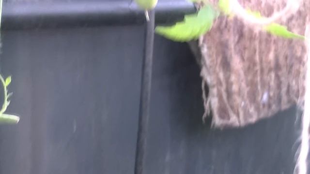 Томат Легенда Мультифлора смотреть онлайн