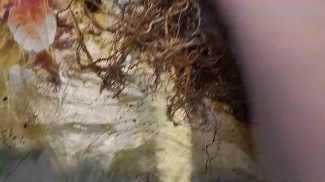 Спатифиллум после пересадки.(ч.2) Достала из горшка. ?? смотреть онлайн