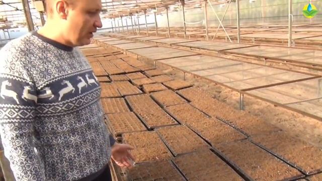Высадка рассады - подготовка кассет с грунтом.?? смотреть онлайн