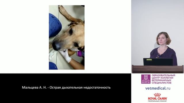 Мальцева А. Н. - Острая дыхательная недостаточность смотреть онлайн