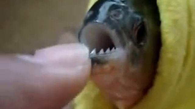Зубы пираньи смотреть онлайн