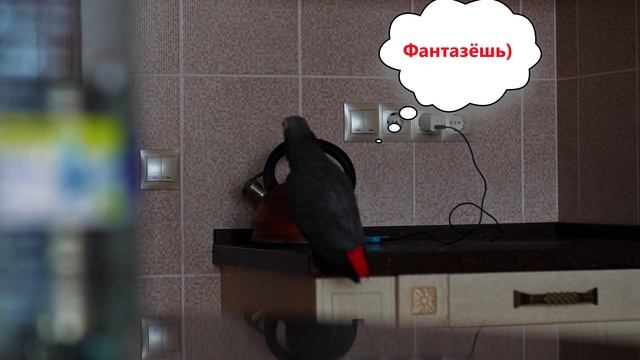 ✅ - ТЫ ПОКАКАЛА? ? ПЕРЕВОДИТ СТРЕЛКИ НА ХОЗЯЕВ ? ОДИН ДЕНЬ ИЗ ЖИЗНИ ГОВОРЯЩЕГО ПОПУГАЯ ?ЖАКО ПЕТРУН смотреть онлайн