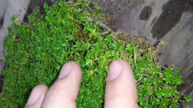 Guia de Identificação de suculentas!! Parte 2. смотреть онлайн