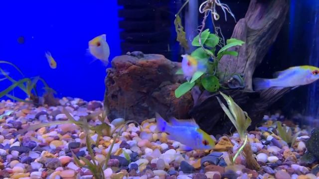 29 Gallon Fish Tank Stocking Ideas! Lots of Options! смотреть онлайн