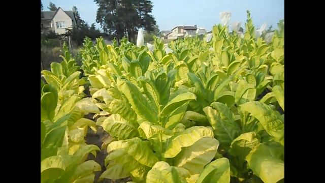 Табак Символ 4 смотреть онлайн