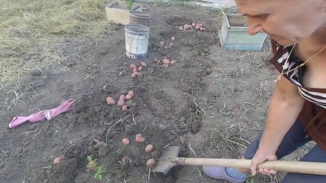 Картофель Рокко, Николаев. смотреть онлайн