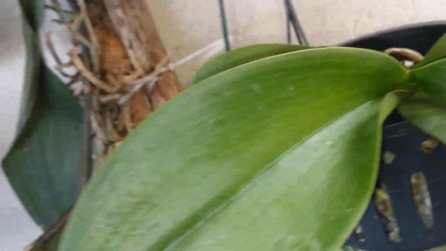 COMO ESTÃO AS MINHAS PHALAENOPSIS. смотреть онлайн