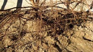 Как пересадить взрослый куст винограда