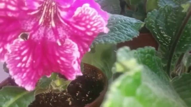 Все о Стрептокарпусах смотреть онлайн