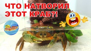 Заселили радужного краба в новый аквариум. Что-то пошло не так!