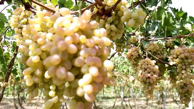 Agroolam | Янгибозор тумани “Обод Нур Зиё” кўп тормоқли фермер хўжалиги 90 га пахта етиштирилди смотреть онлайн