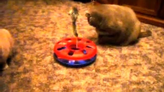 То ли игрушка для кошки, то ли кормушка ? смотреть онлайн