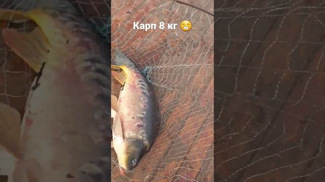 Огромный зеркальный карп. смотреть онлайн