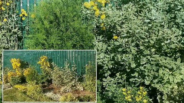 Дерен пестролистный Элегантиссима  - три  важных факта о нем.  Что посадить в саду?