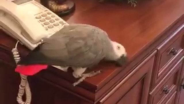 жора- террорист смотреть онлайн