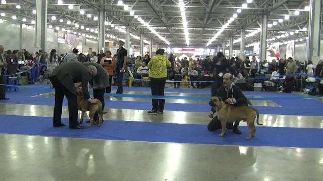 Евразия-2 2011 кобели промежуток