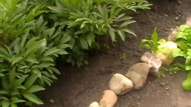 Цветники в саду//у моих родителей на даче смотреть онлайн