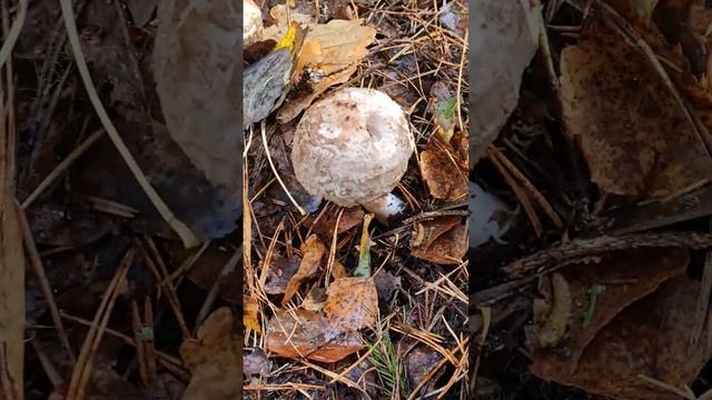 Грибные путешествия