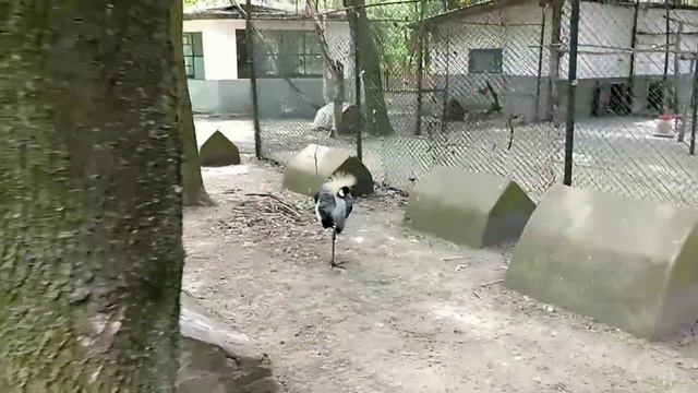 Gradina Zoo din Bârlad cea mai mare din Moldova. смотреть онлайн