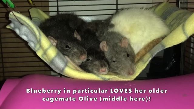 Meet ALL Of My Rats - Rat update end of 2022! смотреть онлайн