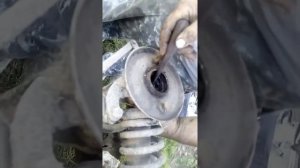 Муравей задний подшипник 2