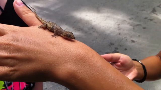 Венесуэла, остров Маргарита. смотреть онлайн