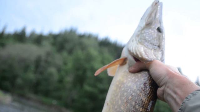 Щука из глубины Южно-Уральских гор смотреть онлайн