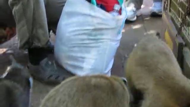 Парк Игуасу. Носухи. смотреть онлайн