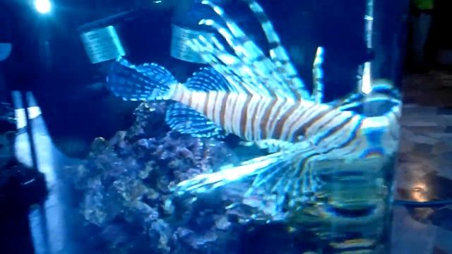 PEZ LEON Pterois antennata смотреть онлайн